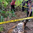 Tiga Harimau Sumatra Mati