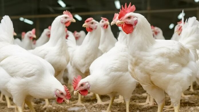 Harga daging ayam di pasar manis Ciamis
