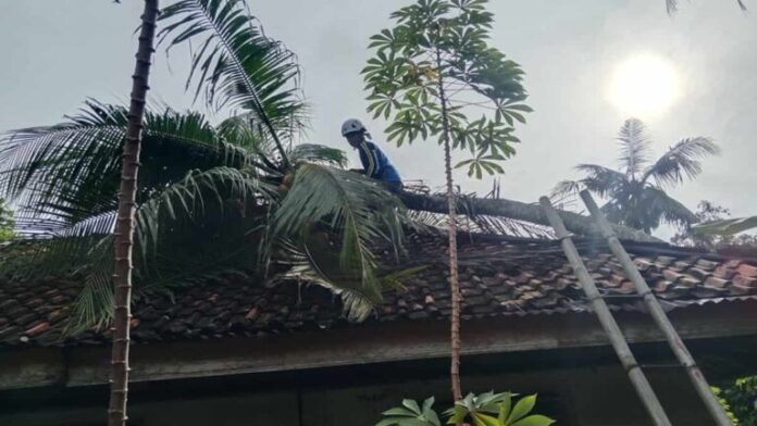 Hujan-Angin-di-Pamarican-Ciamis-Pohon-Kelapa-Tumbang-Timpa-Rumah-Lansia-Hingga-Jebol-768x432