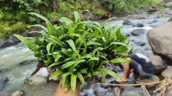 Tanaman ternyata bisa mendengar Tanaman ternyata bisa mendengar